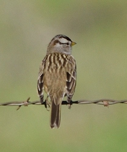 Porsuk Serçesi (gambelii) - ML647812857