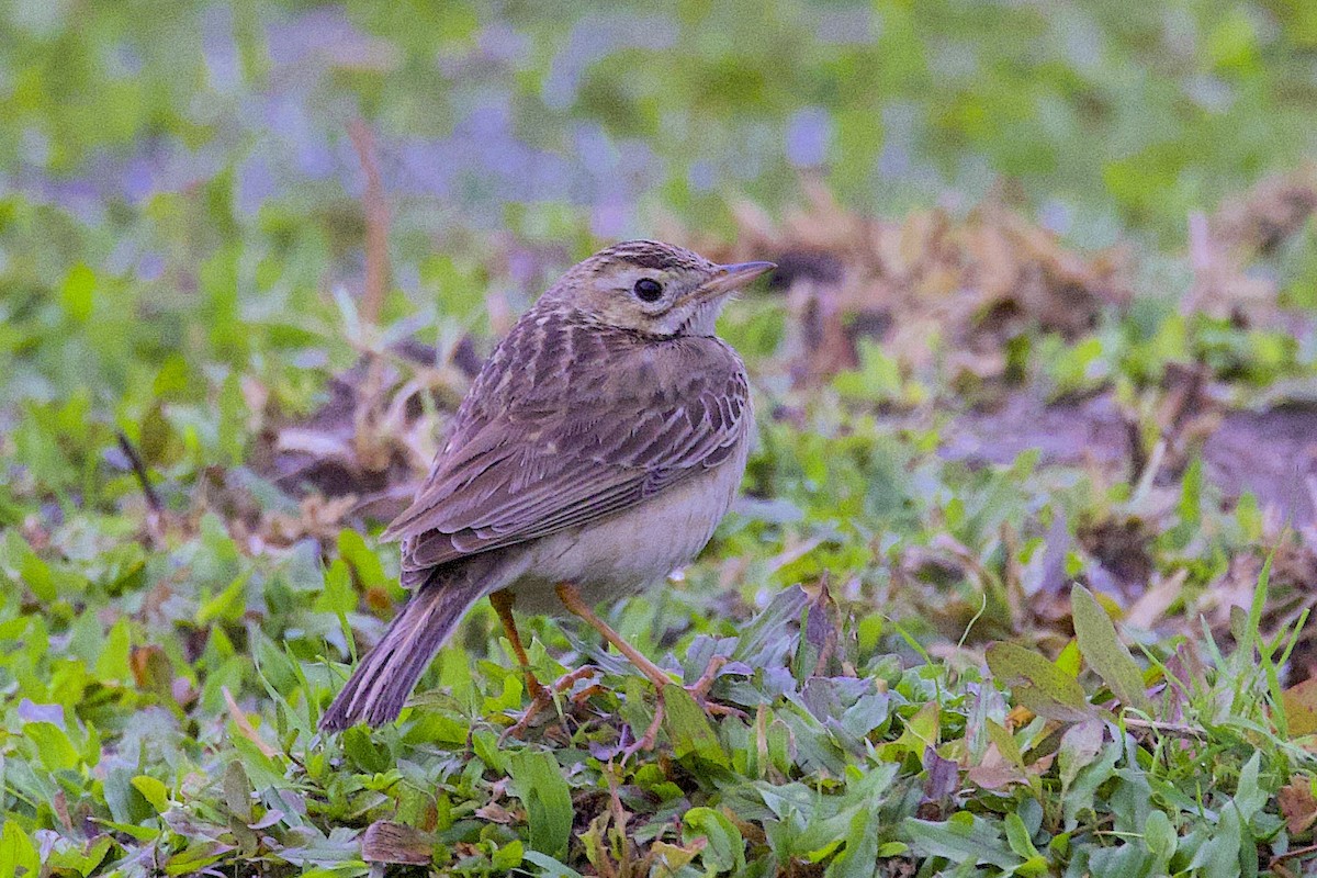 Степной конёк - ML647812873