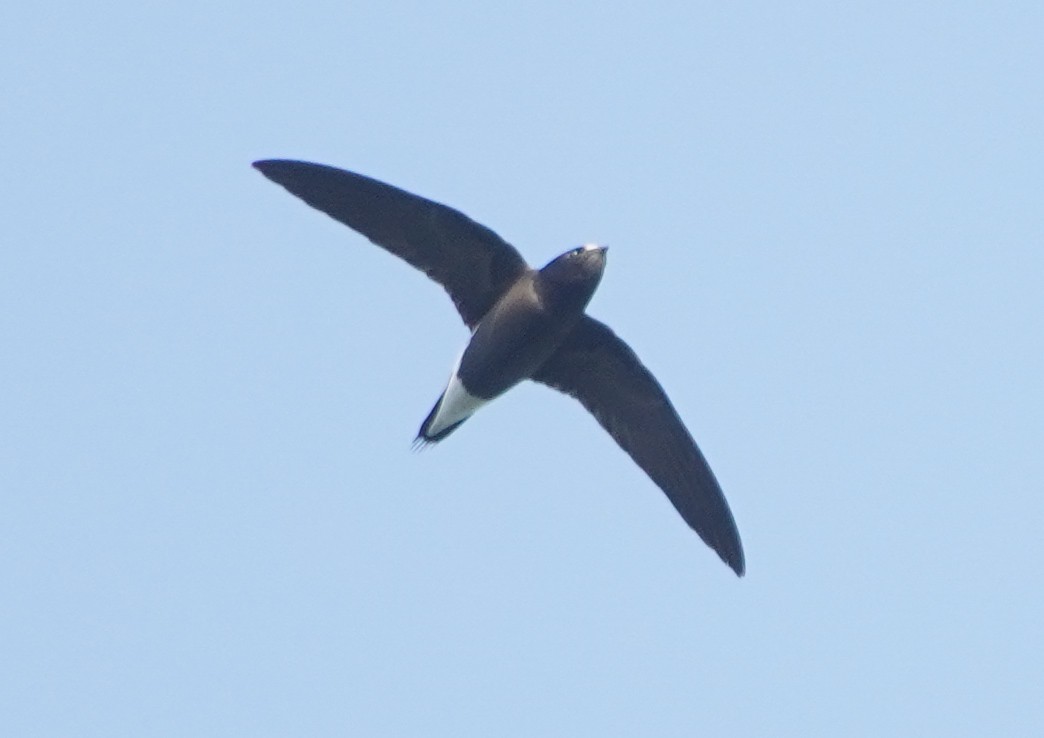 Brown-backed Needletail - ML647812877