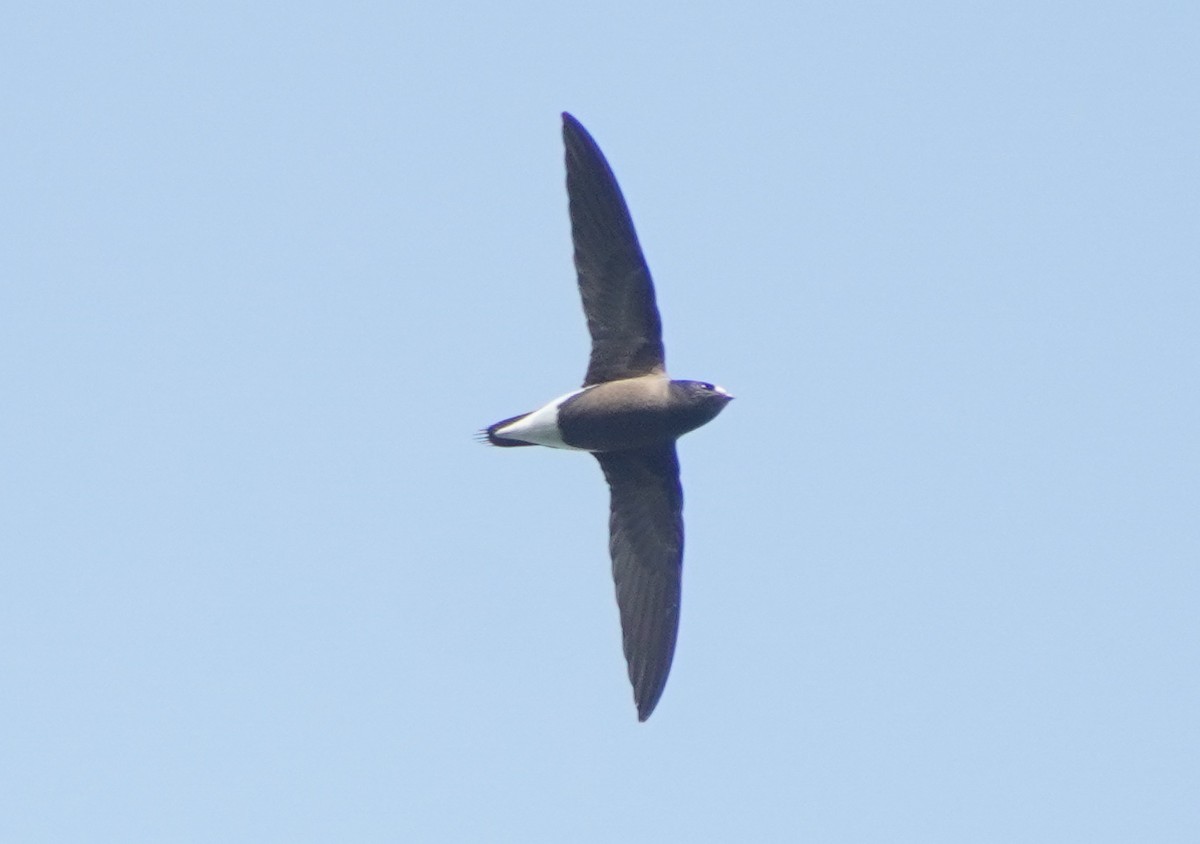 Brown-backed Needletail - ML647812878