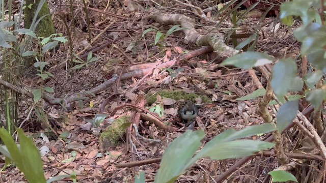 Australian Logrunner - ML647812956