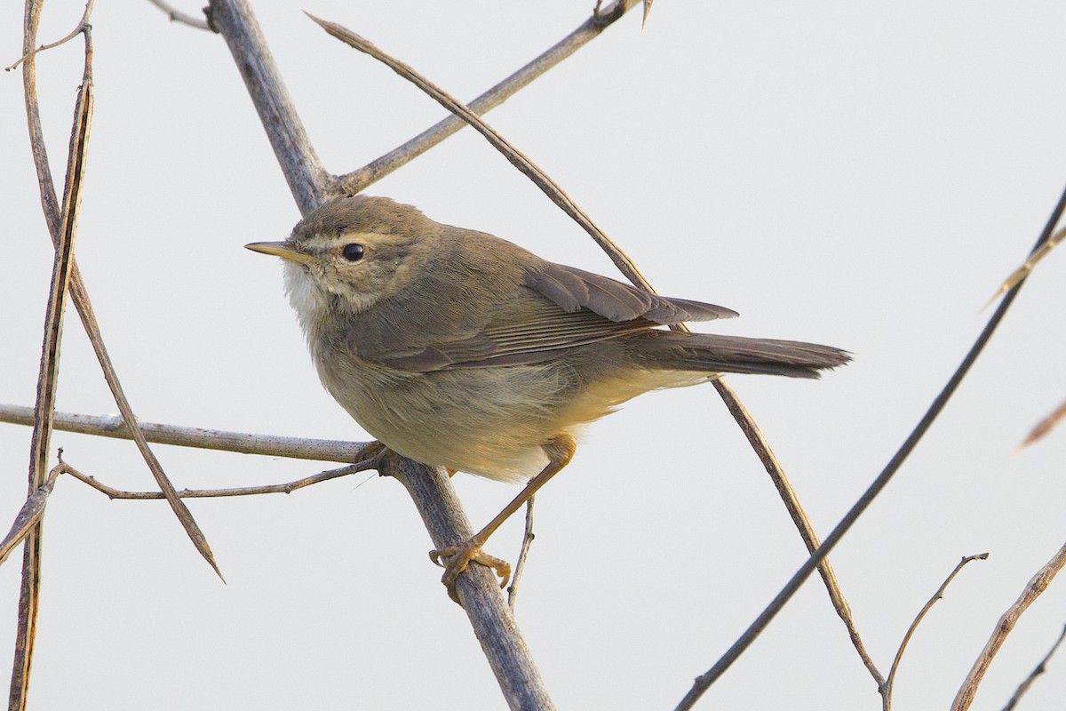 עלווית כהה - ML647812967