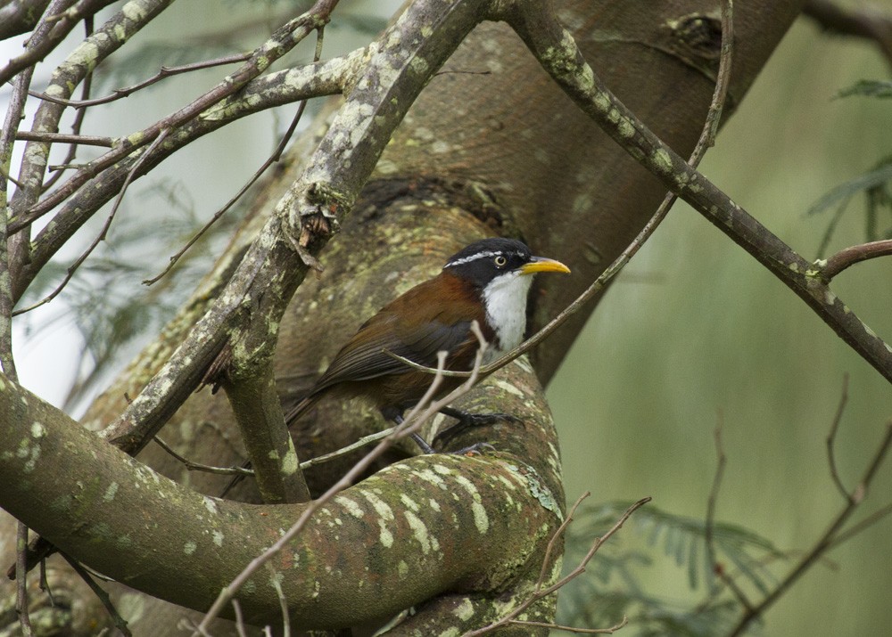 Javan Scimitar-Babbler - ML647812982