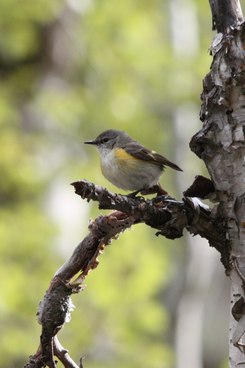 סבכון חכלילי - ML647812983