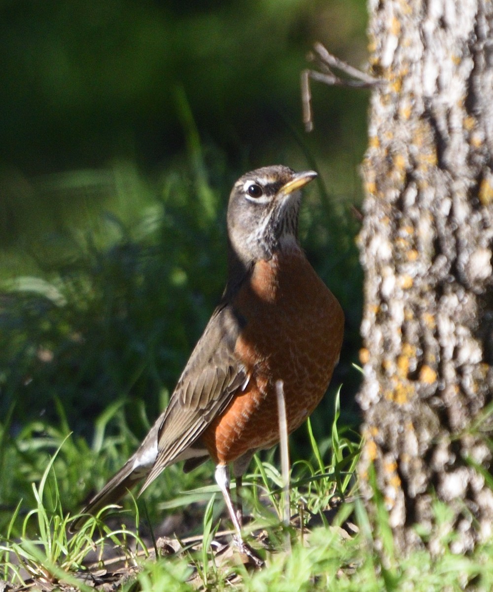 American Robin - ML647812992