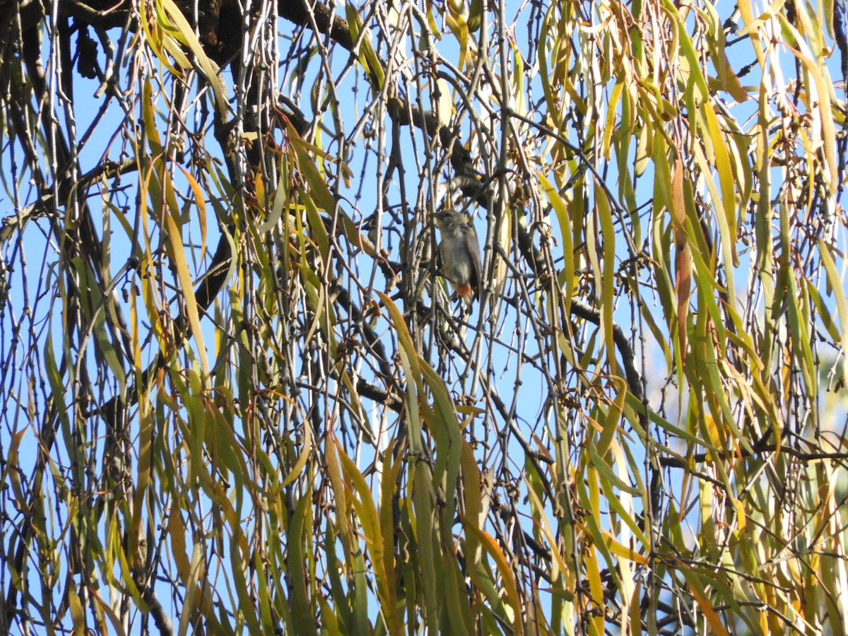 ヤドリギハナドリ - ML647812994