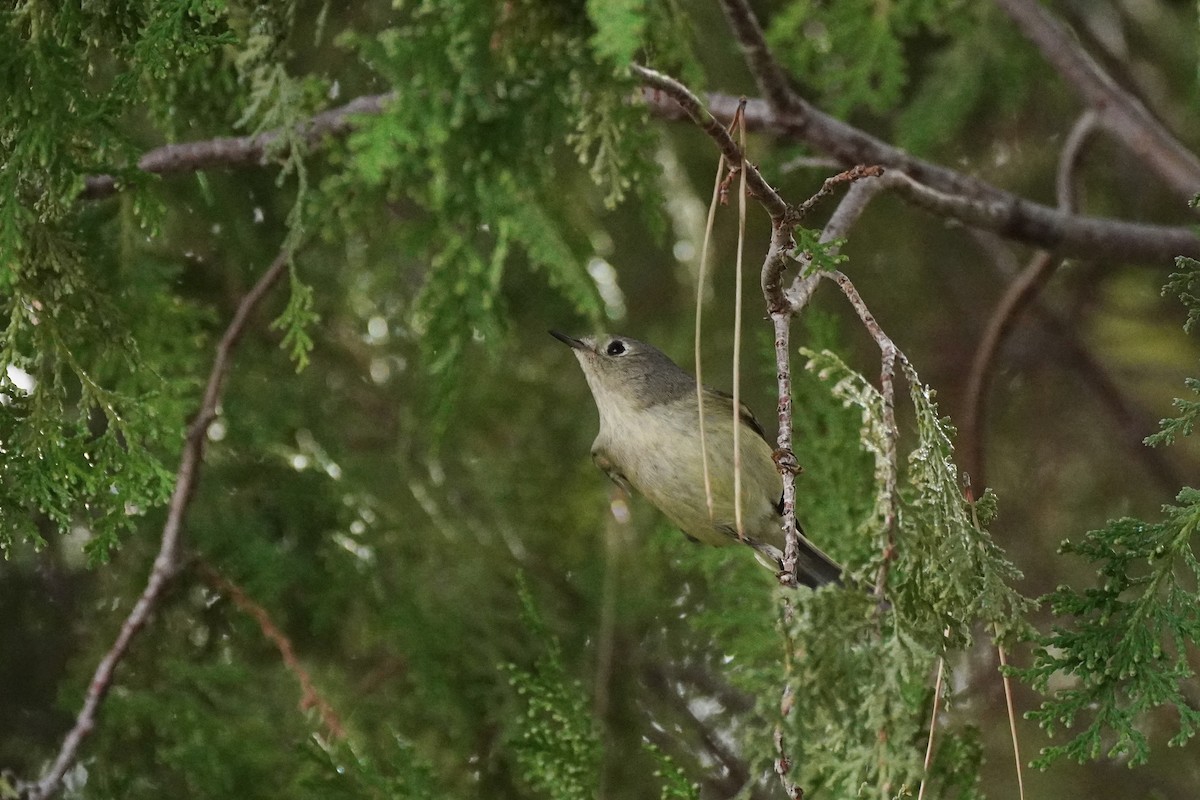 Ruby-crowned Kinglet - ML647813018