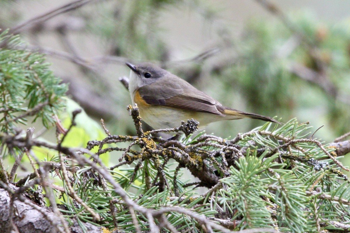 סבכון חכלילי - ML647813036