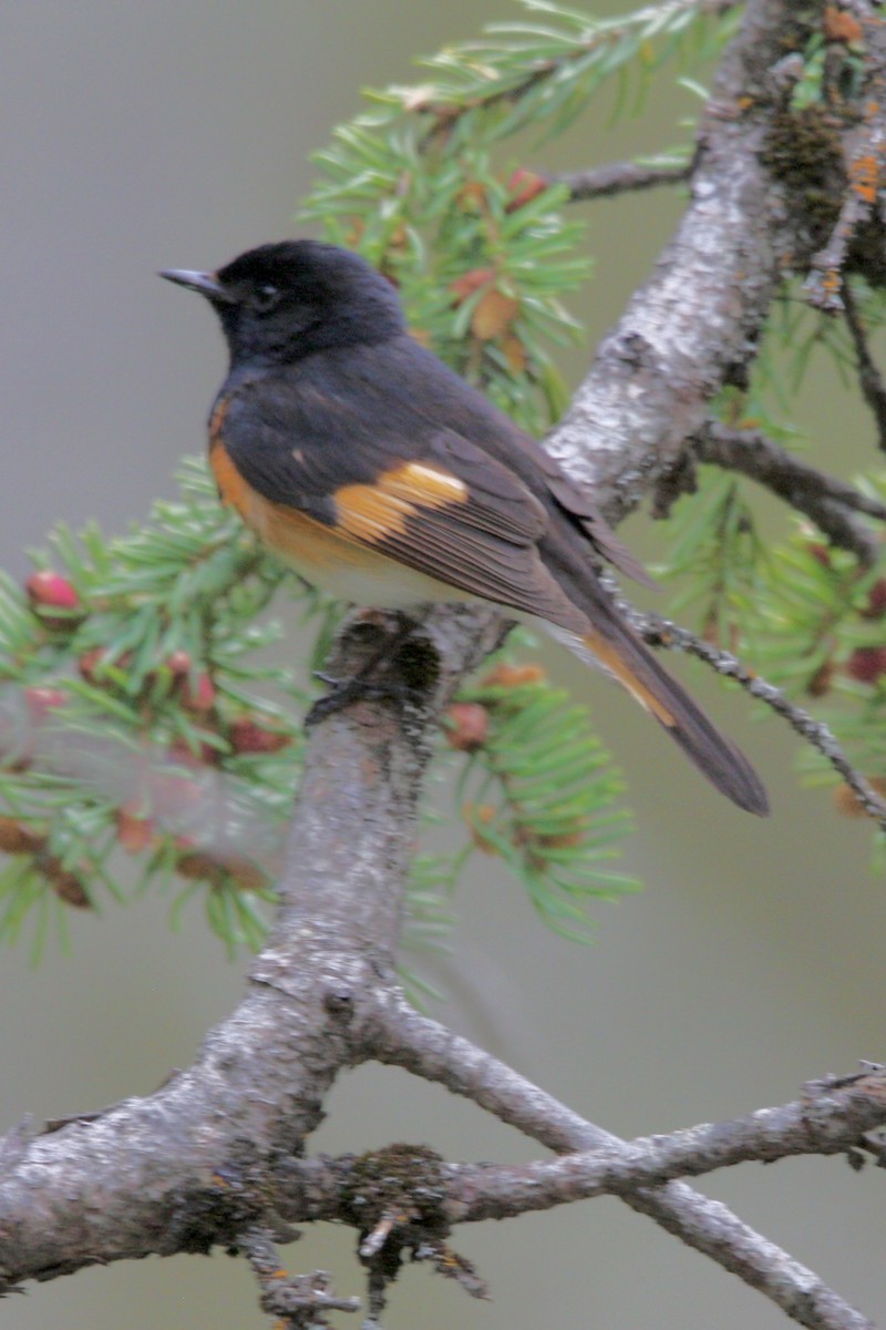 סבכון חכלילי - ML647813051