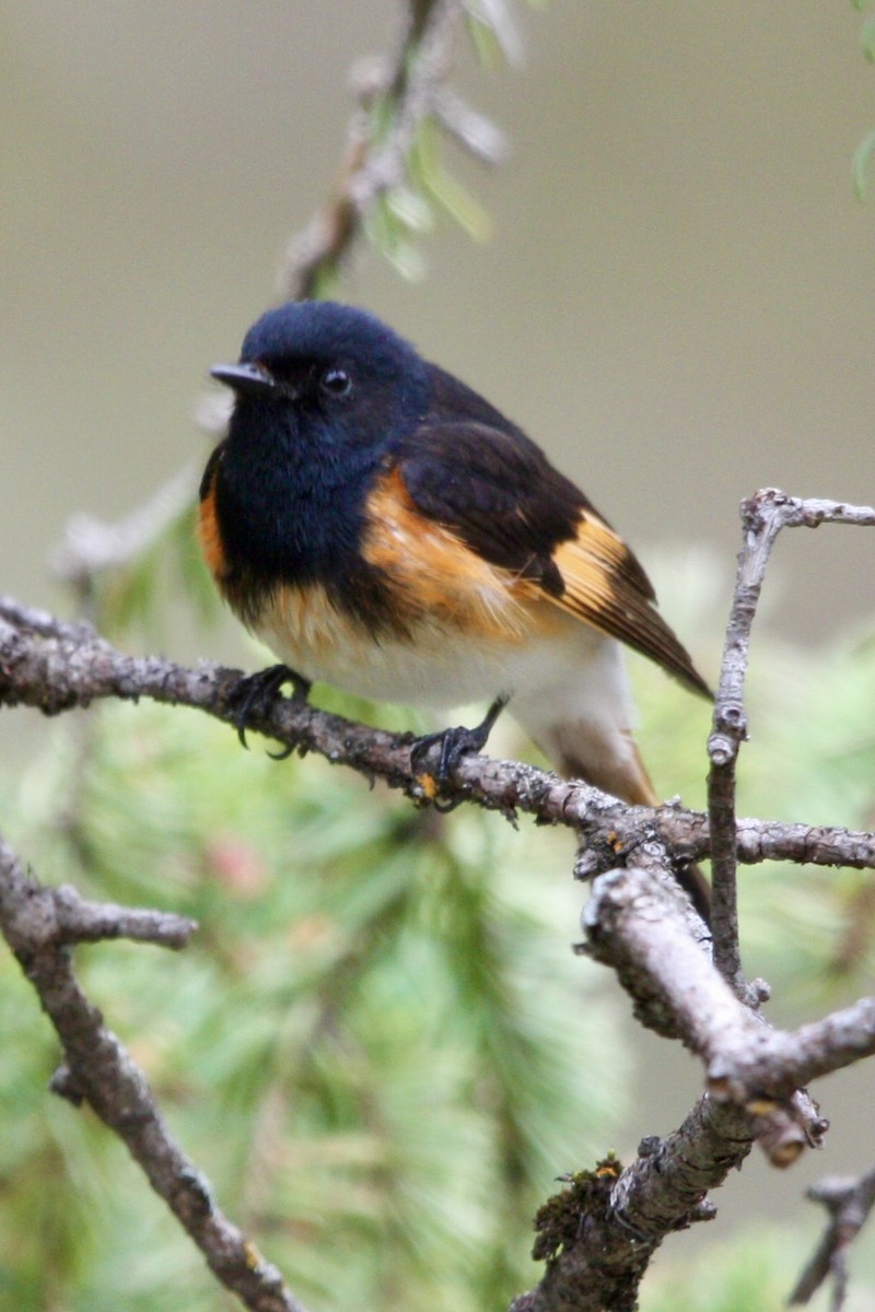 סבכון חכלילי - ML647813056
