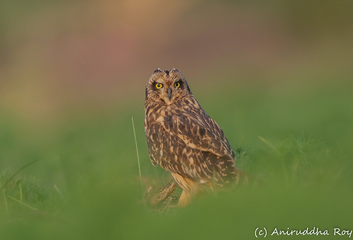 Short-eared Owl - ML647813064