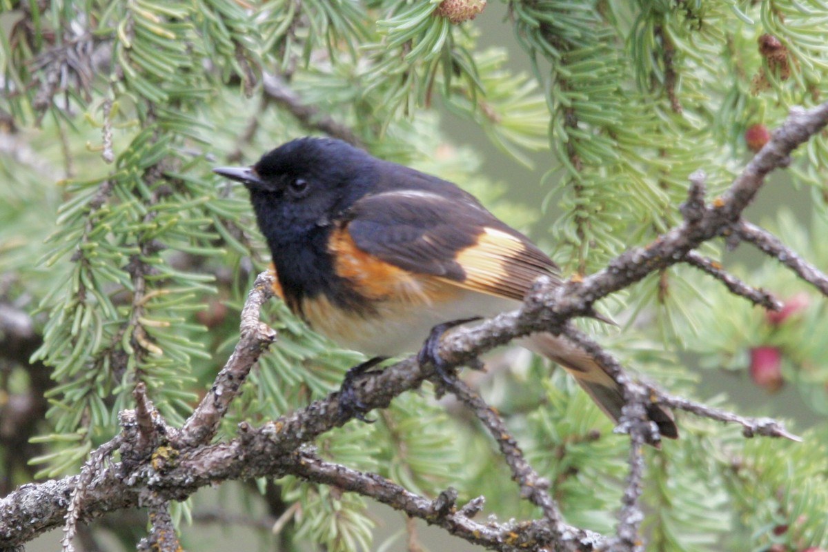 סבכון חכלילי - ML647813065