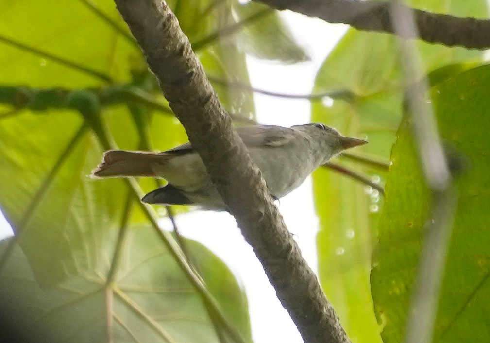 Rusty-tailed Flycatcher - ML647813081