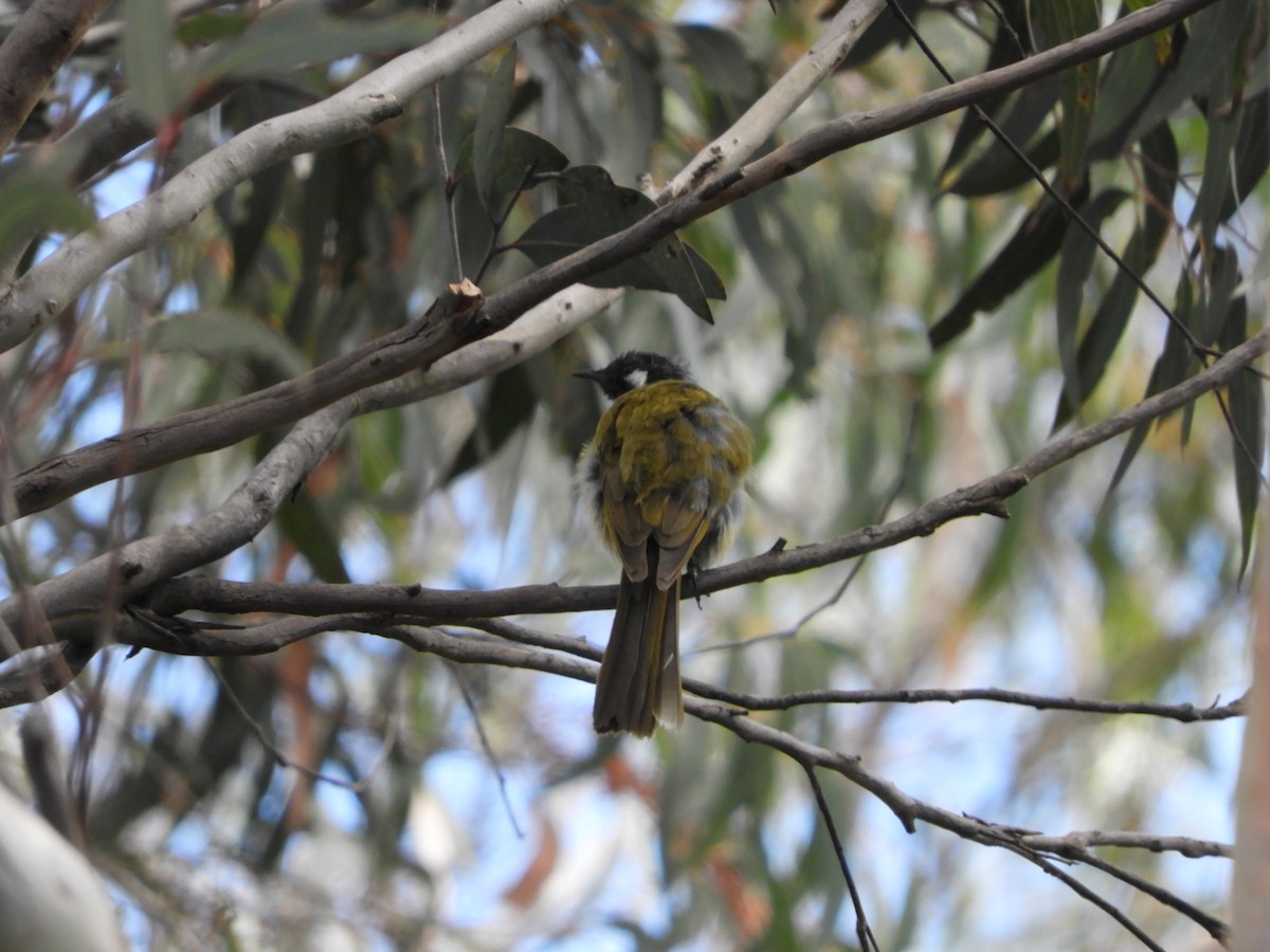White-eared Honeyeater - ML647813083