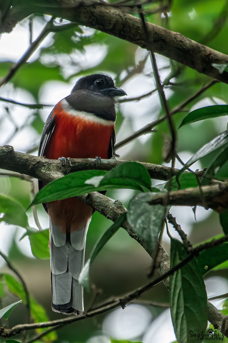 Malabar Trogon - ML647813100