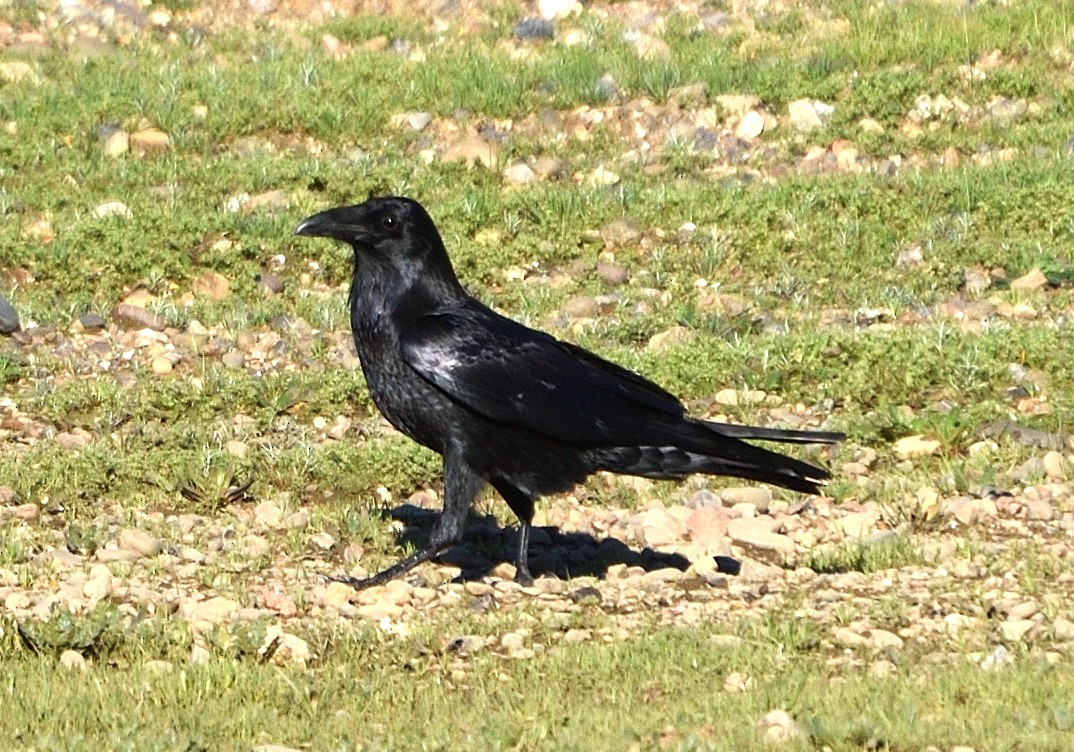 Common Raven - ML647813107