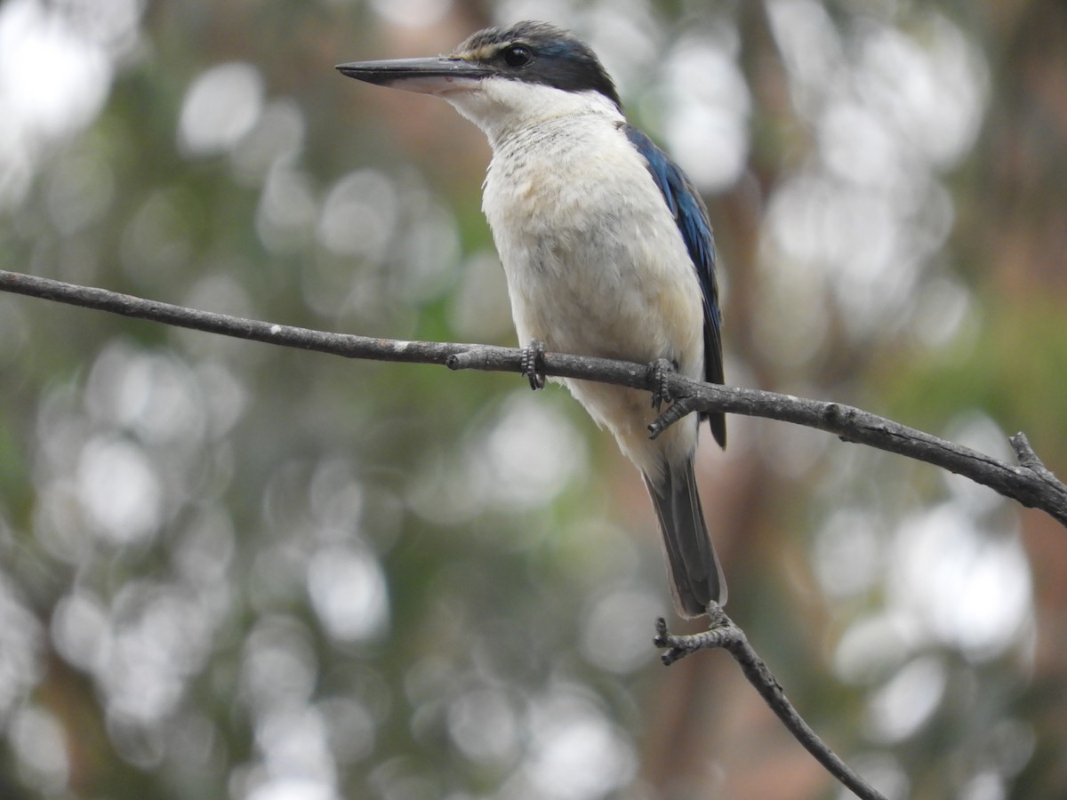 Kutsal Yalıçapkını - ML647813127