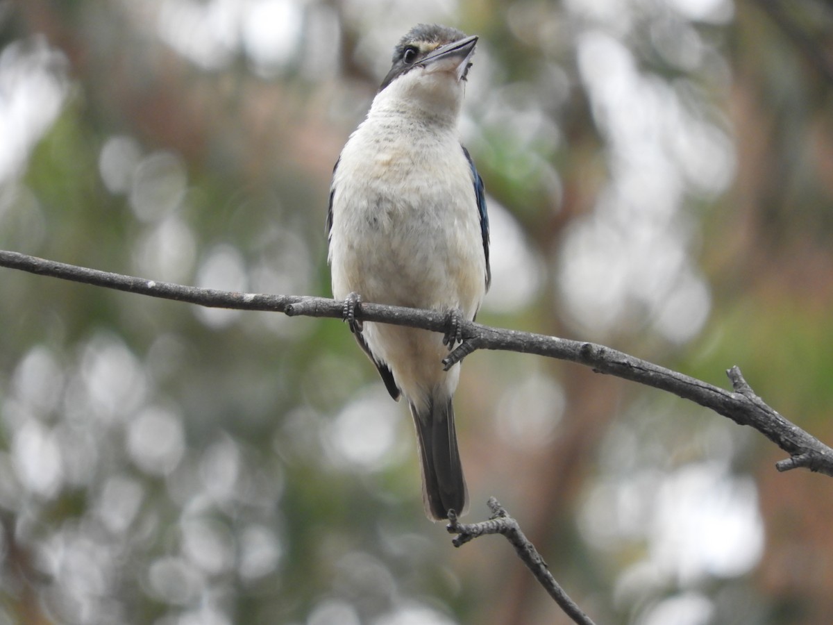 Kutsal Yalıçapkını - ML647813132