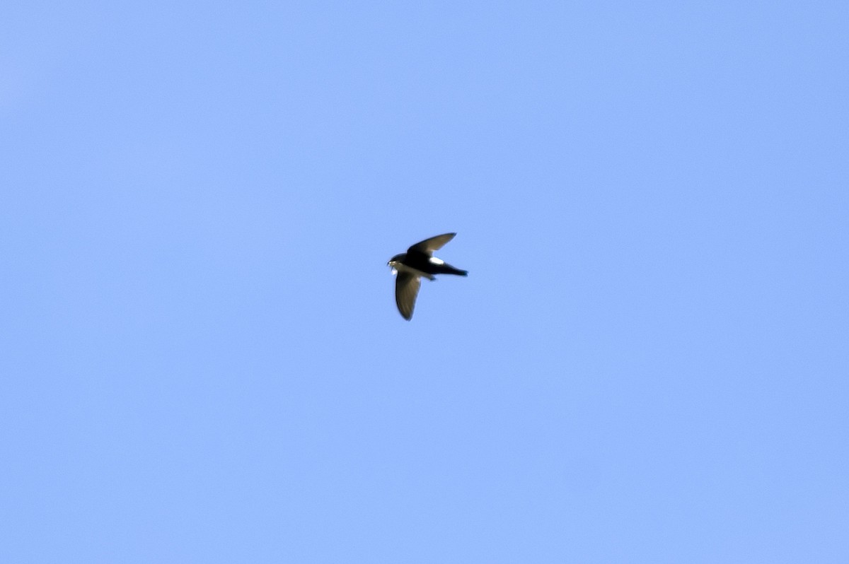 rorýs domácí - ML647813138