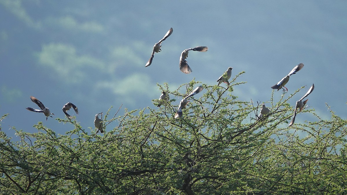 Шпак жовтоголовий - ML647813165