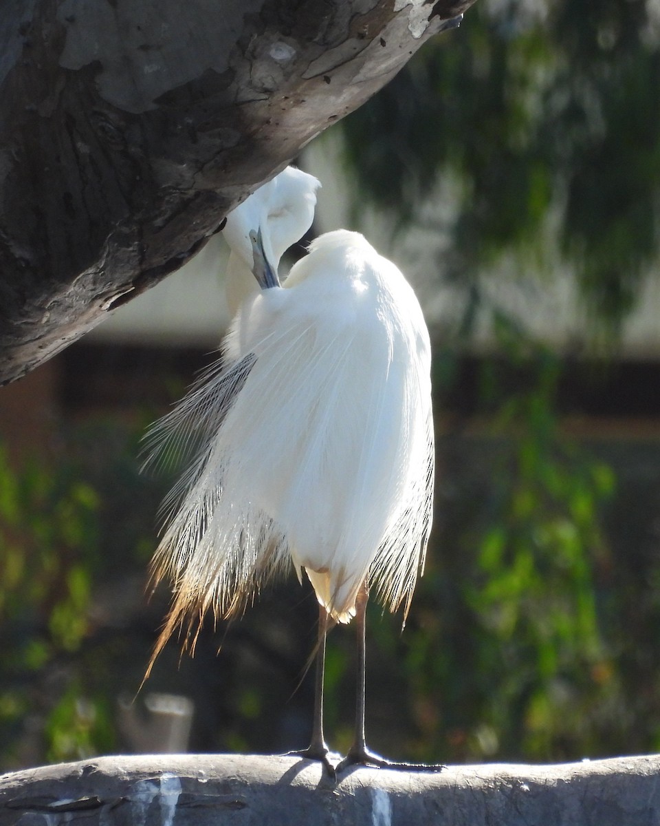 Чапля велика - ML647813166