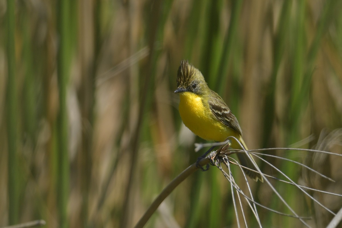 Дорадито чубатий - ML647813167