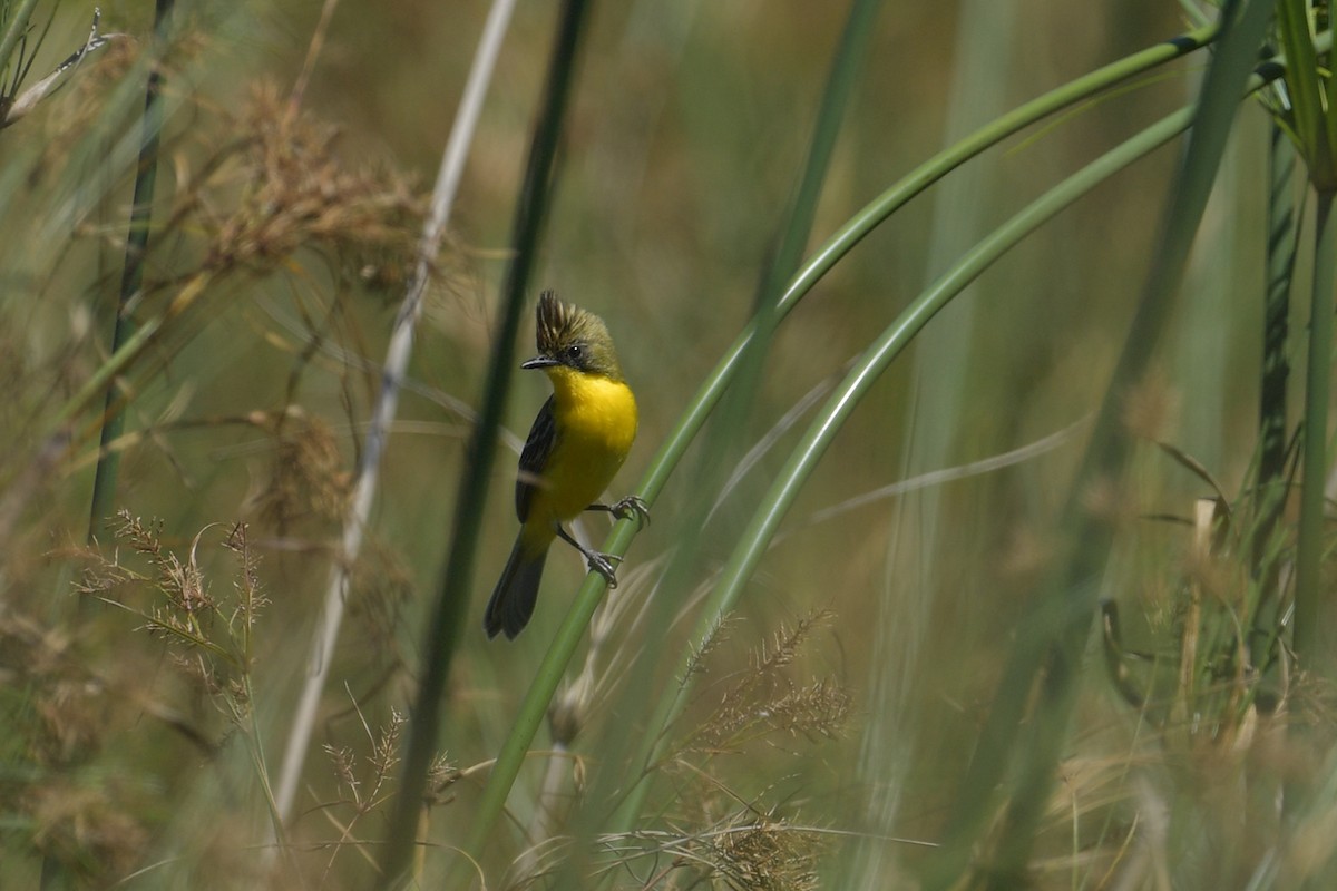 Дорадито чубатий - ML647813168