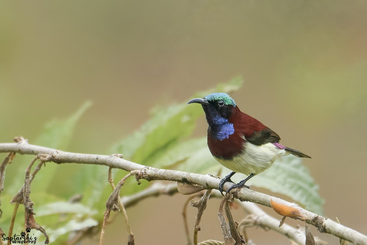 Нектаринка мала - ML647813169