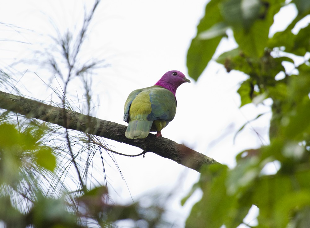 Тілопо рожевоголовий - ML647813170