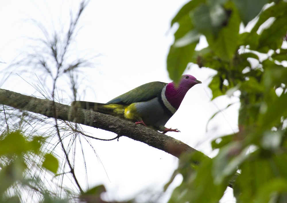 Тілопо рожевоголовий - ML647813171