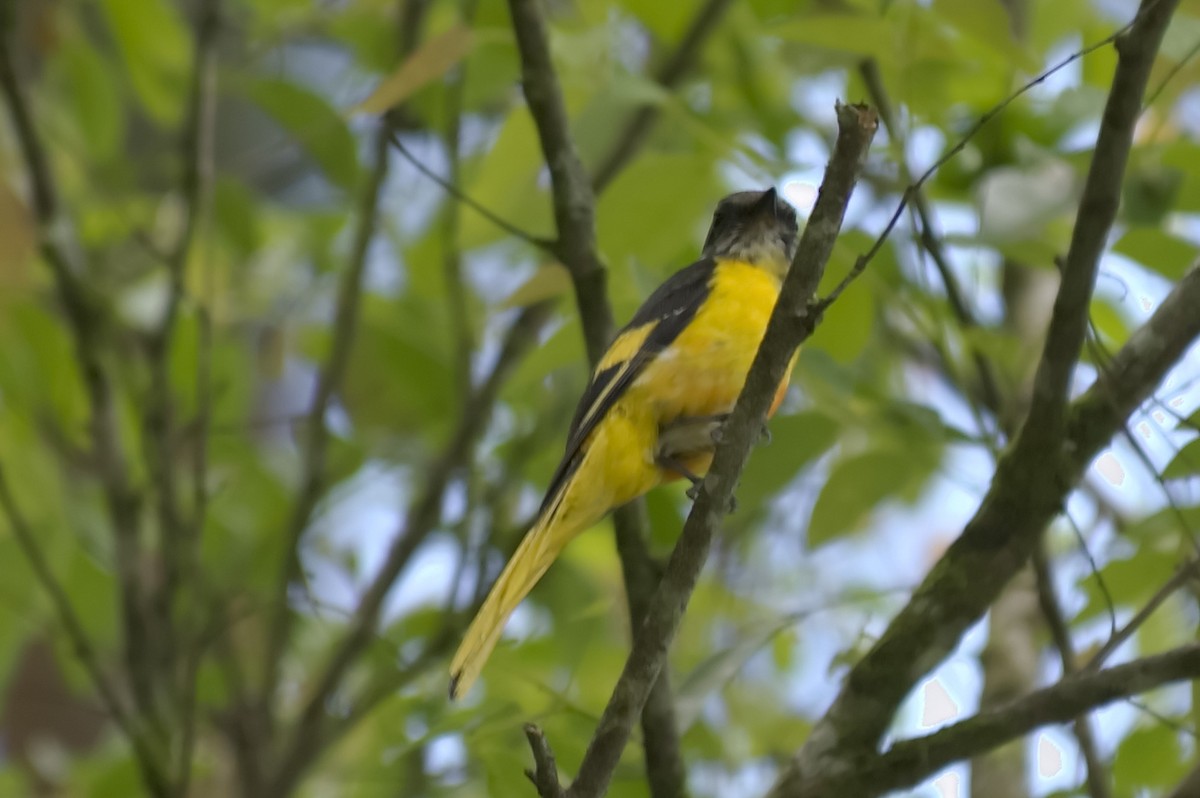 Личинкоїд сірощокий - ML647813172