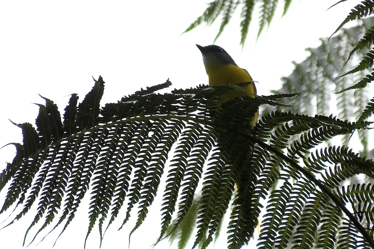 Личинкоїд сірощокий - ML647813173