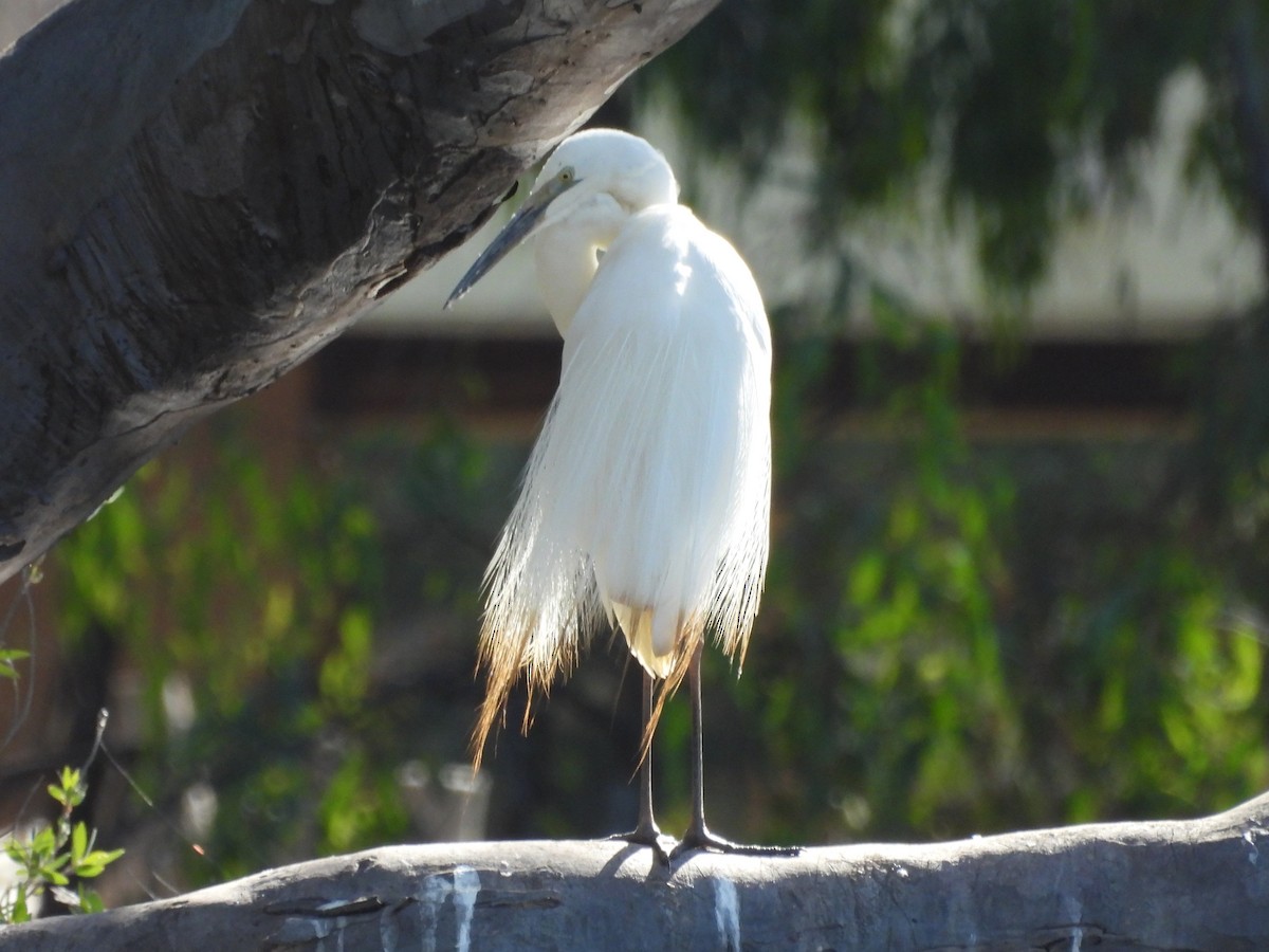 Чапля велика - ML647813174