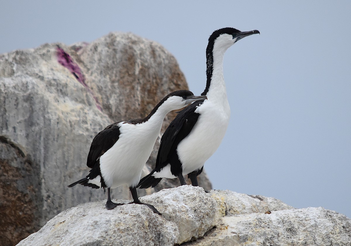 Баклан білогрудий - ML647813179