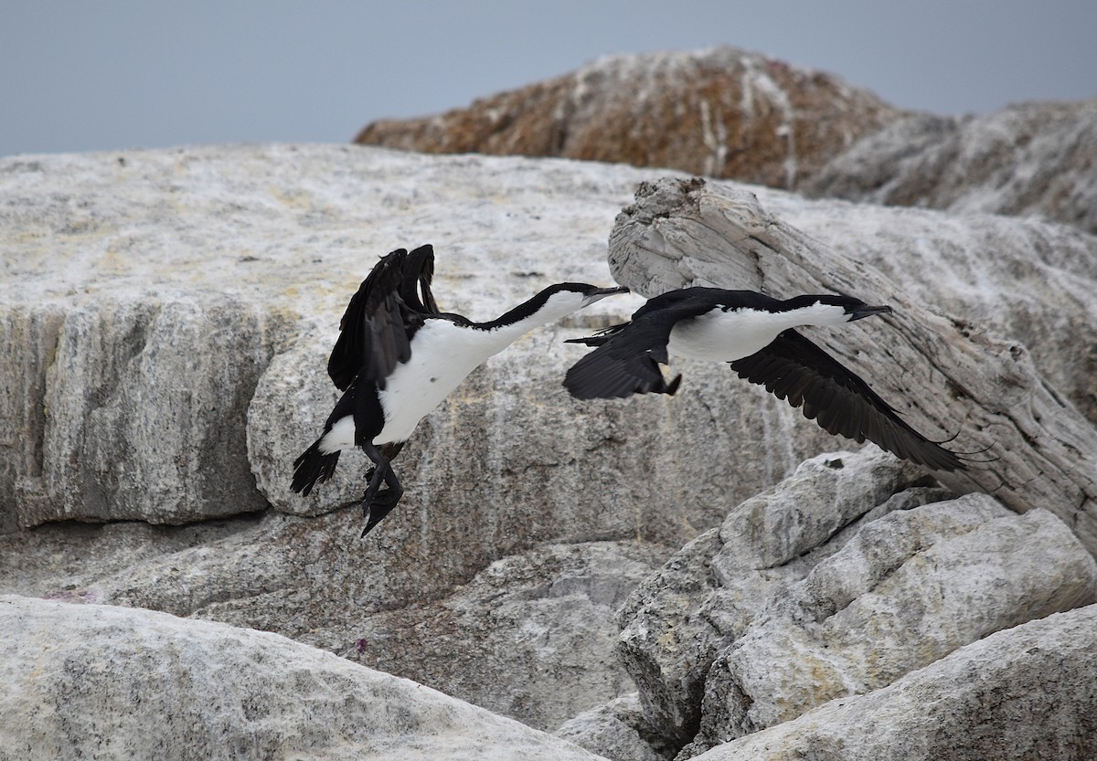 Баклан білогрудий - ML647813180