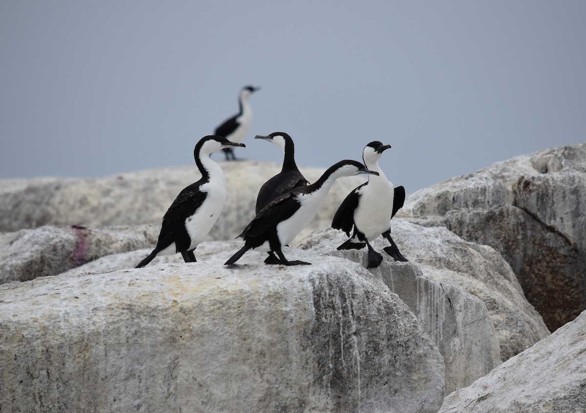 Баклан білогрудий - ML647813181