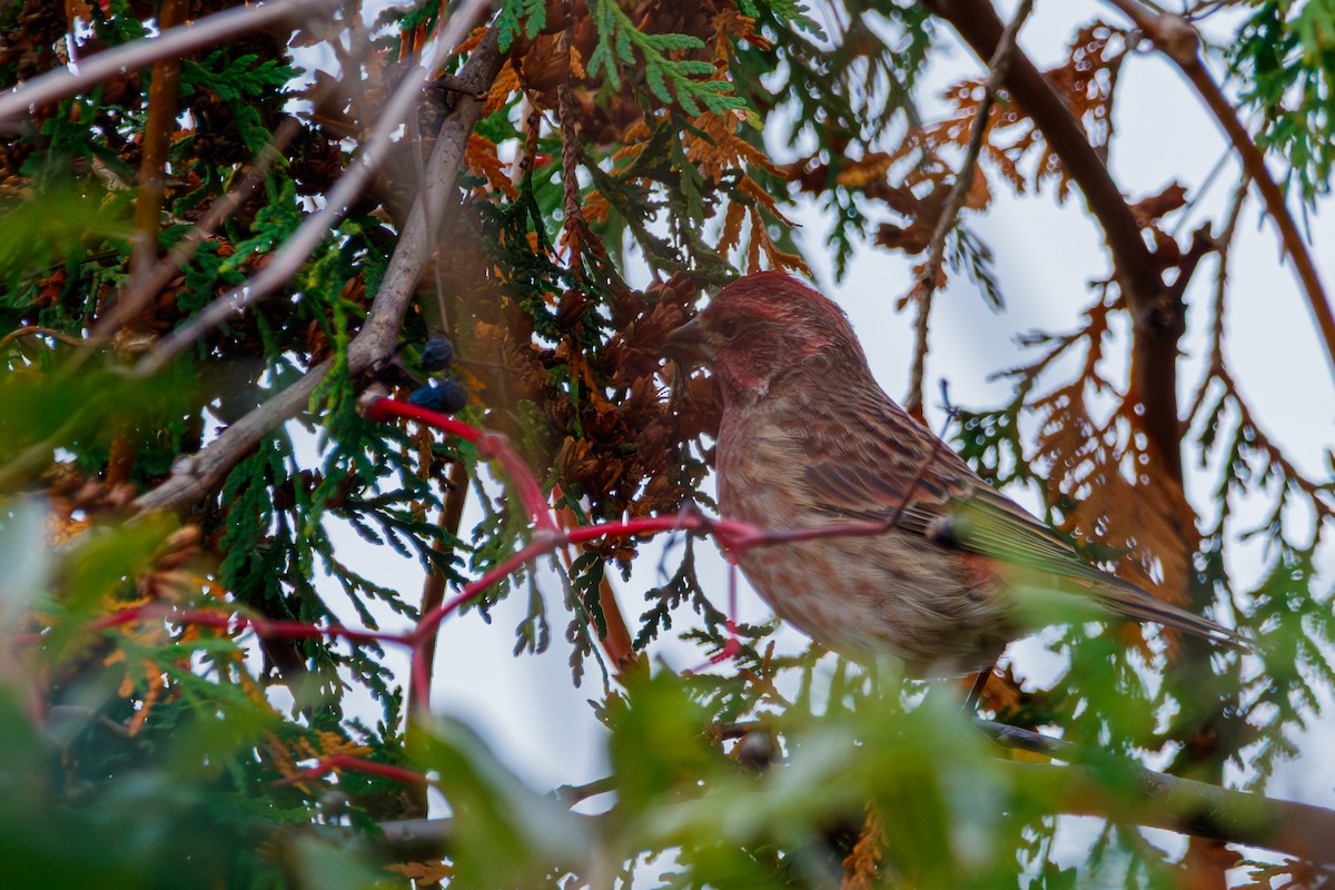 Чечевиця кармінова - ML647813182