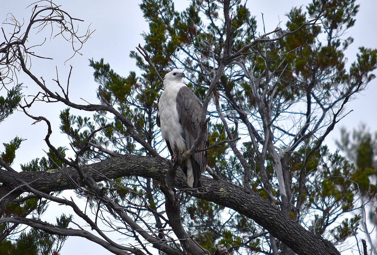 Орлан білочеревий - ML647813183
