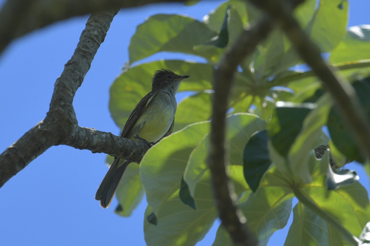 Еленія сіровола - ML647813186