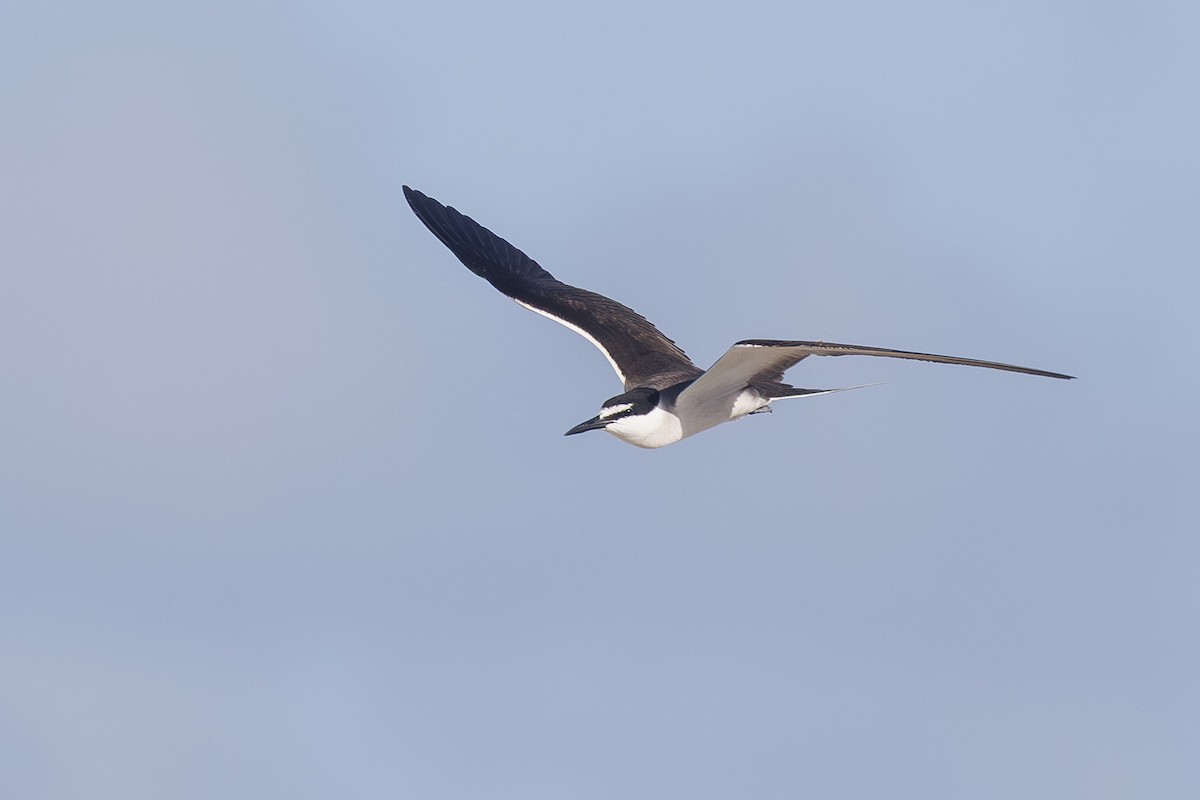 Крячок бурокрилий - ML647813188