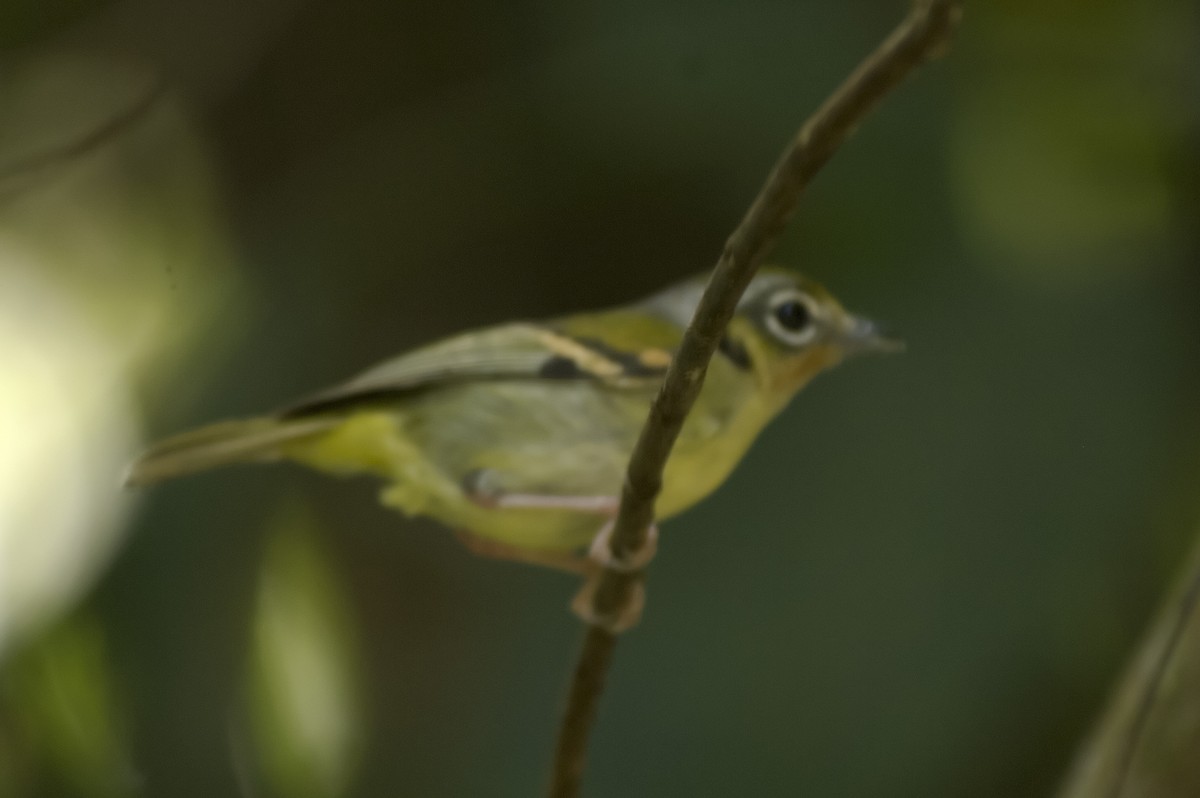 Янчик рудогорлий - ML647813189