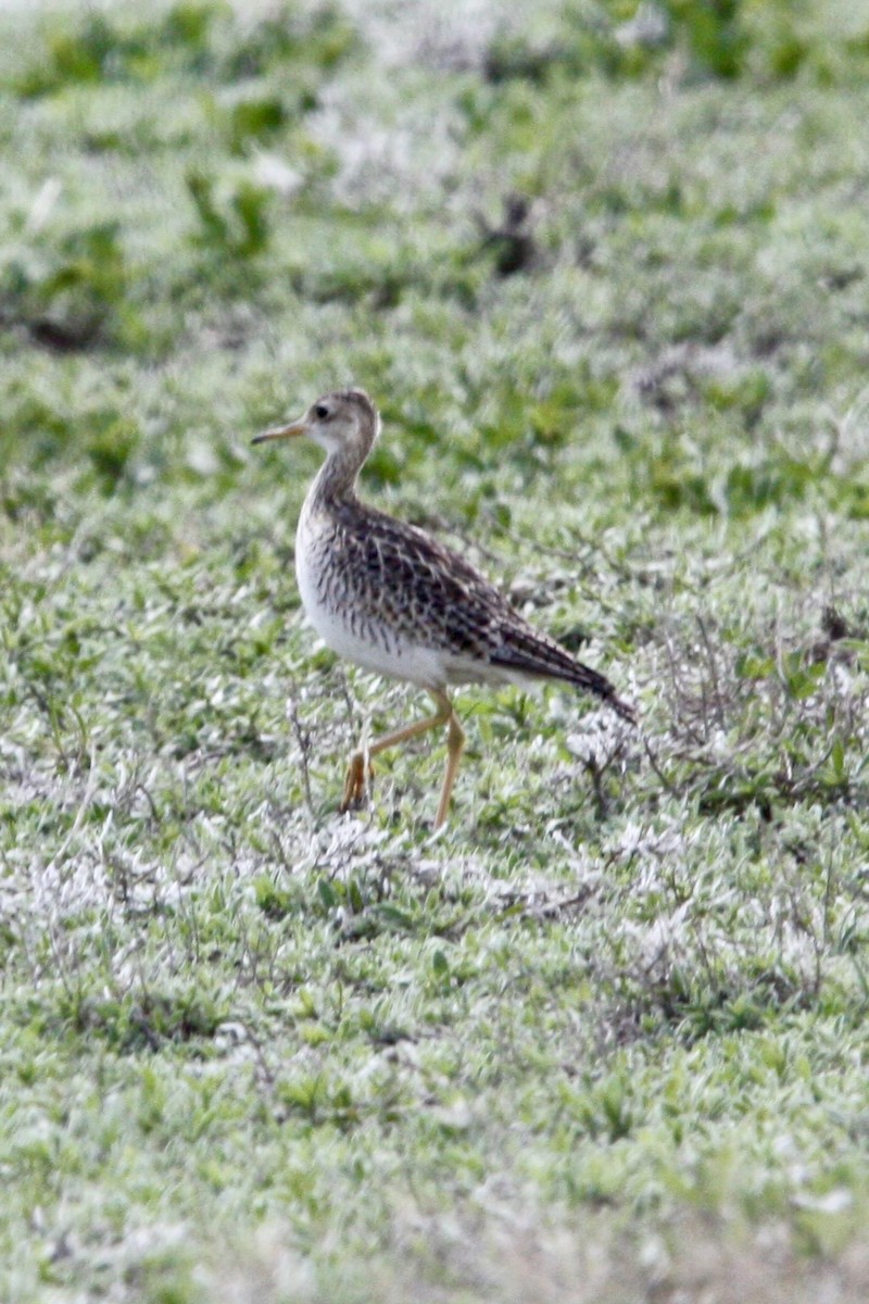 Бартрамія - ML647813190