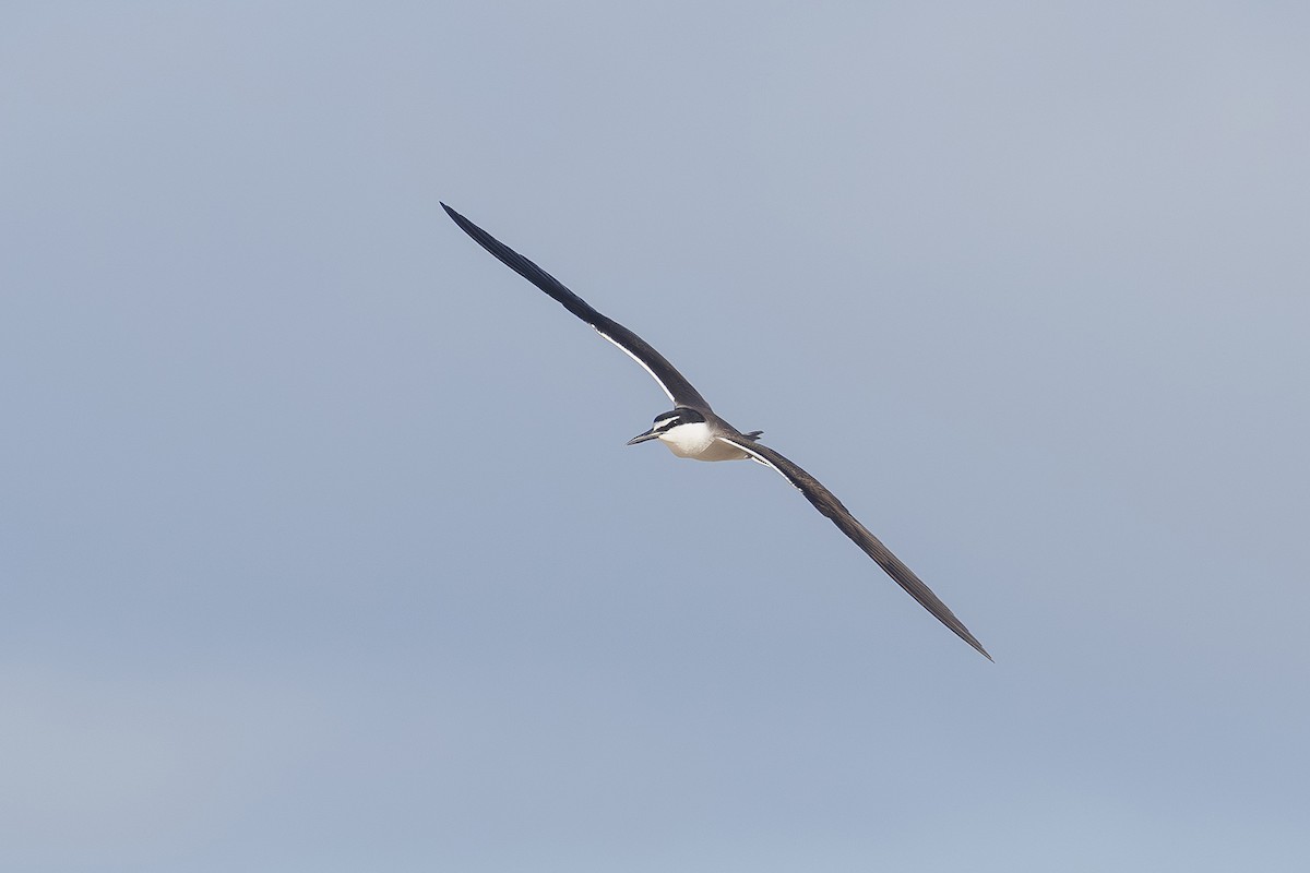 Крячок бурокрилий - ML647813196