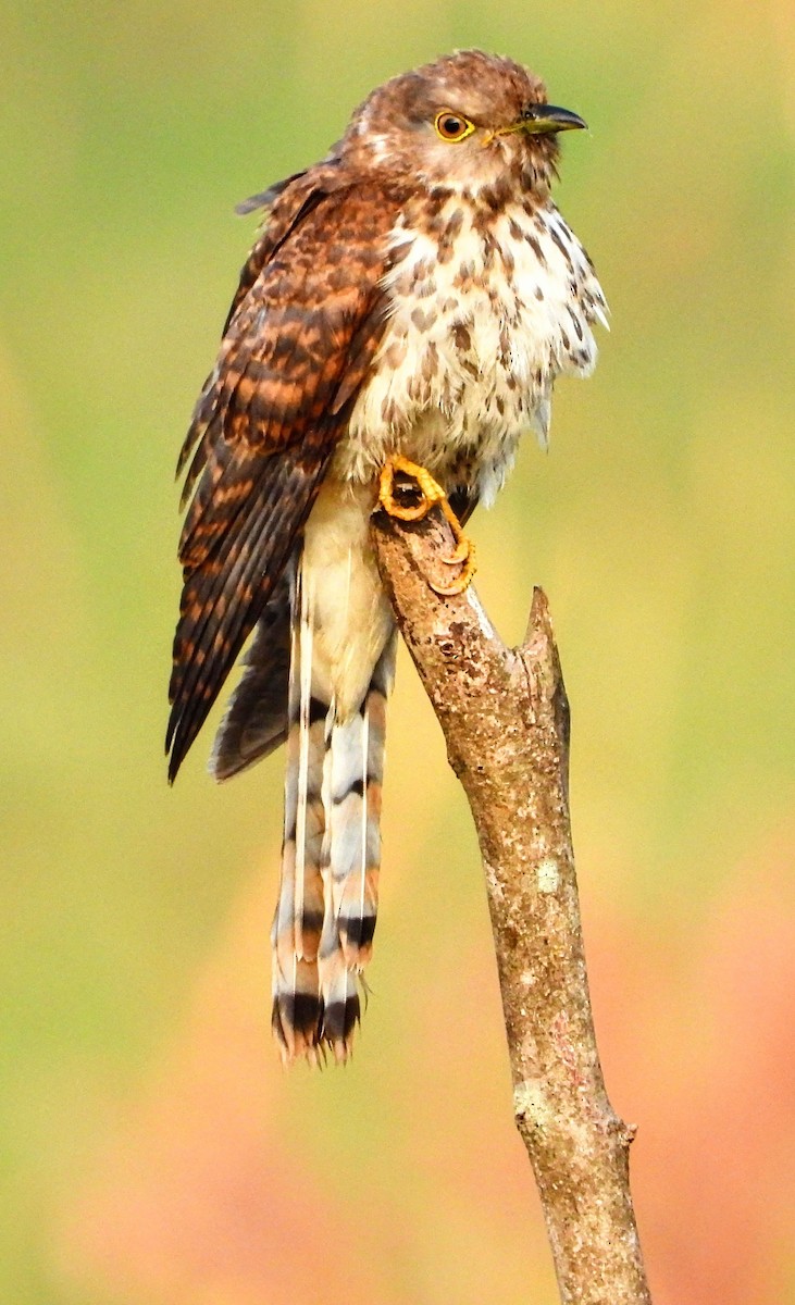 Зозуля білогорла - ML647813197