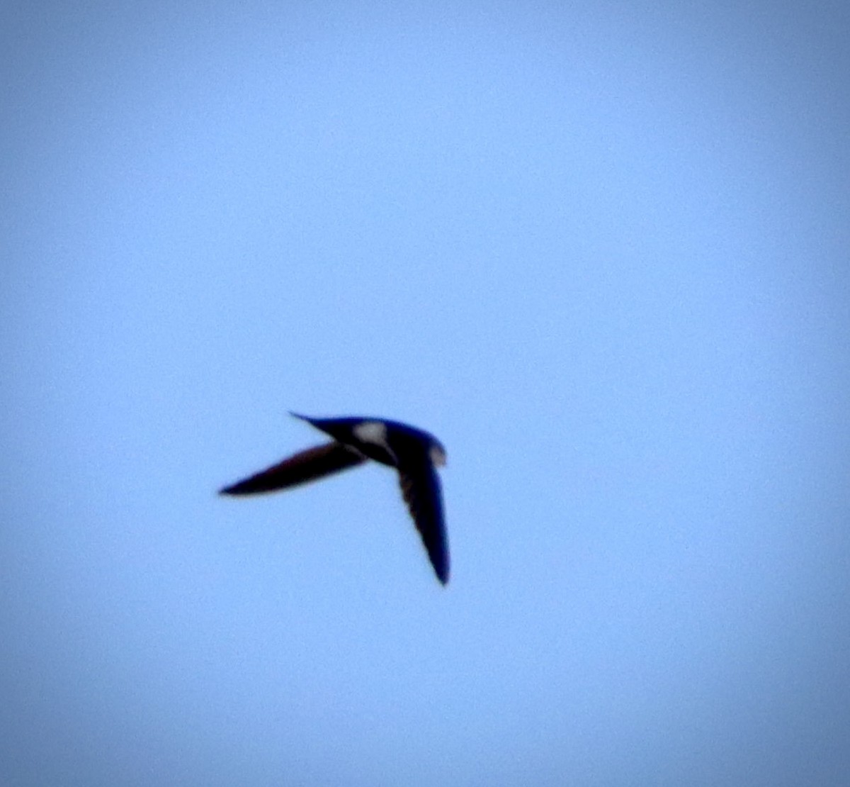 Серпокрилець білогорлий - ML647813202