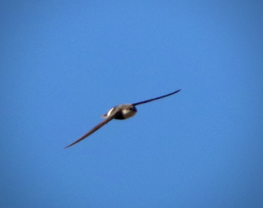 Серпокрилець білогорлий - ML647813203