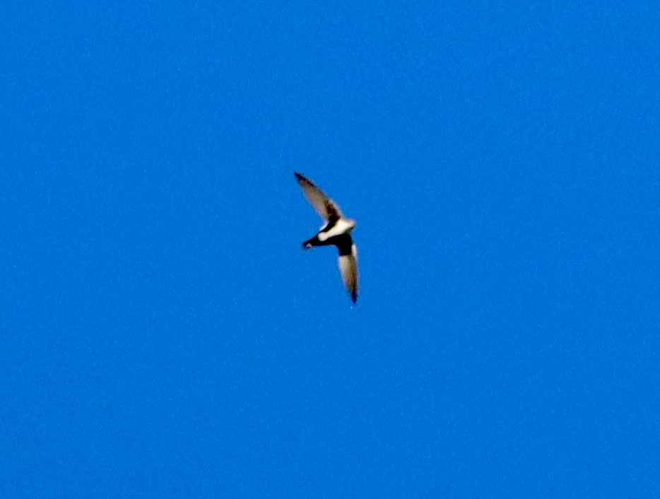 Серпокрилець білогорлий - ML647813204