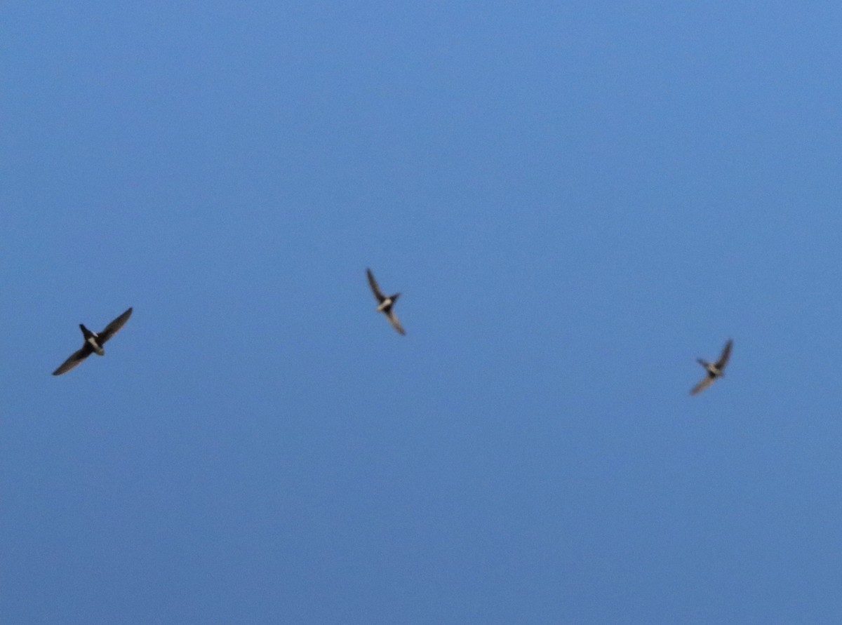 Серпокрилець білогорлий - ML647813205