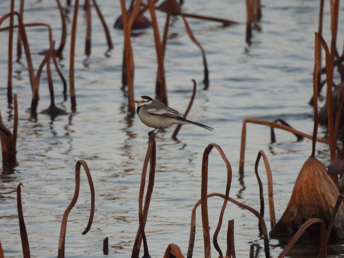 Плиска біла - ML647813206