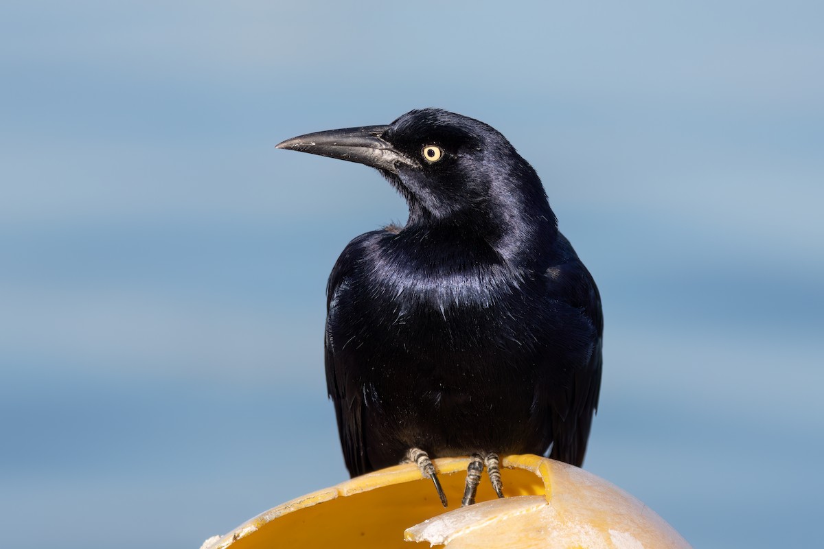 Гракл великохвостий - ML647813208